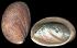Haliotis diversicolor